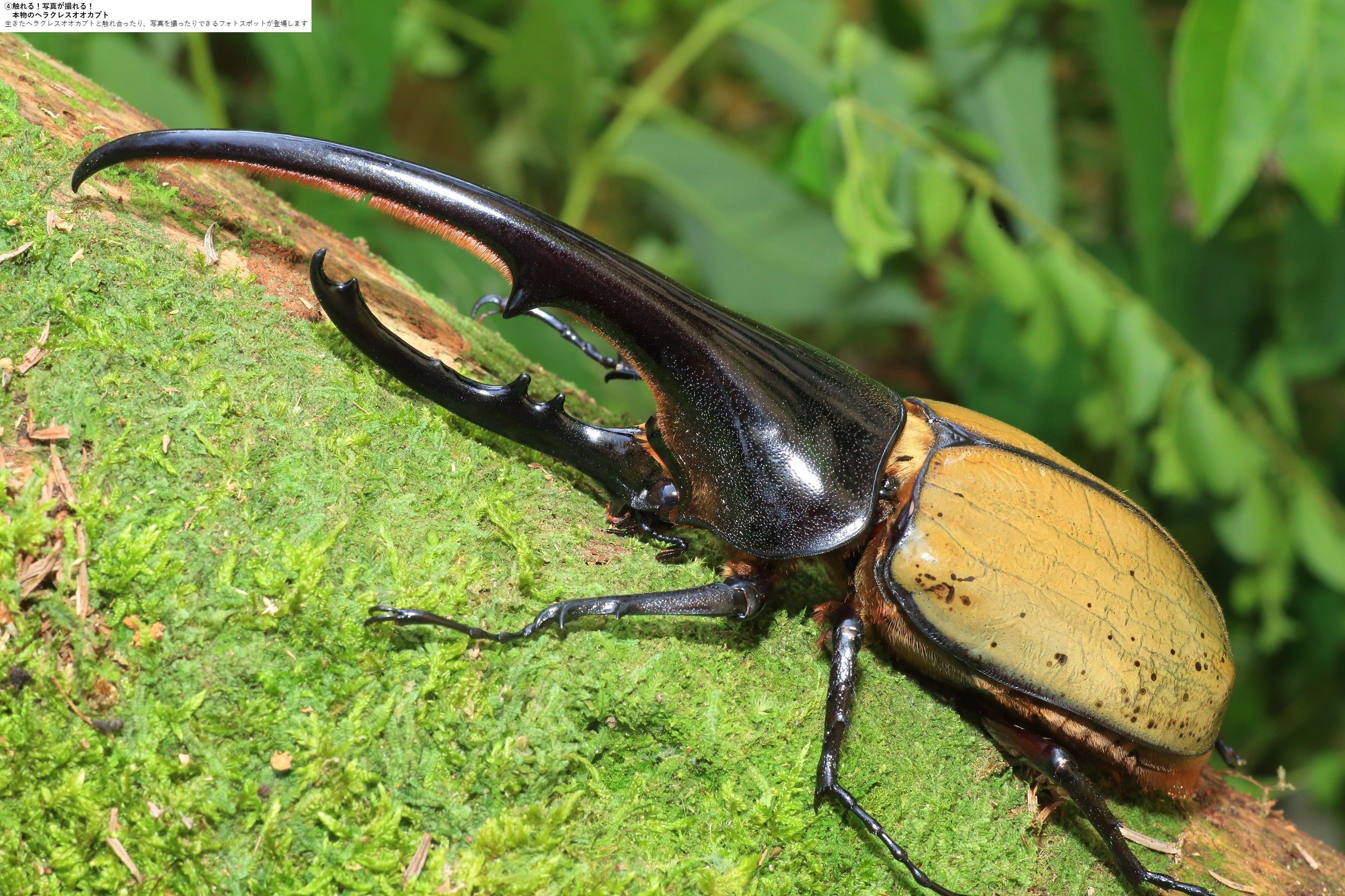 貸出画像「ヘラクレスオオカブト」