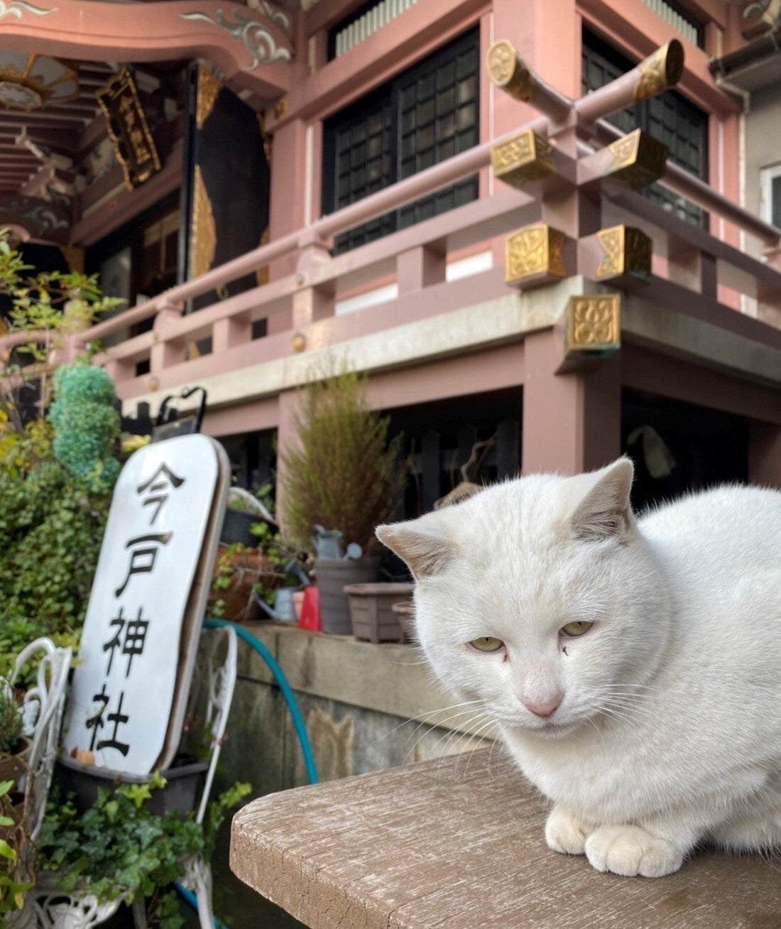 （提供）今戸神社