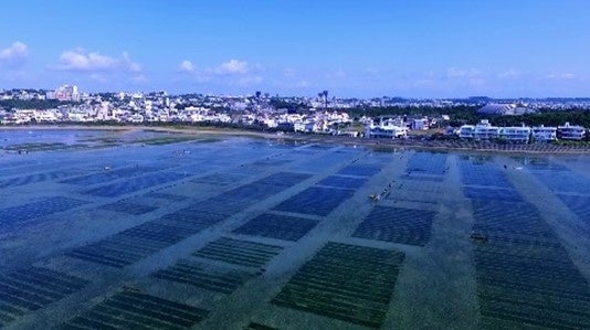 特産品・アーサ