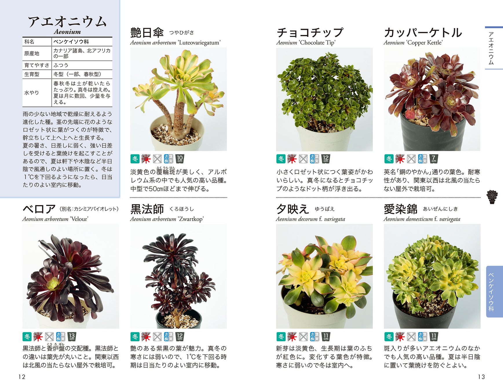 国内で入手可能な多肉植物997種類を網羅 育て方 ふやし方がひと目でわかる 多肉植物図鑑 2 15発売 株式会社日本文芸社のプレスリリース 国内で入手可能な多肉植物997種類を網羅 育て方 ふやし方がひと目でわかる 多肉植物図鑑 2 15発売 株式会社日本文芸社のプレスリリース
