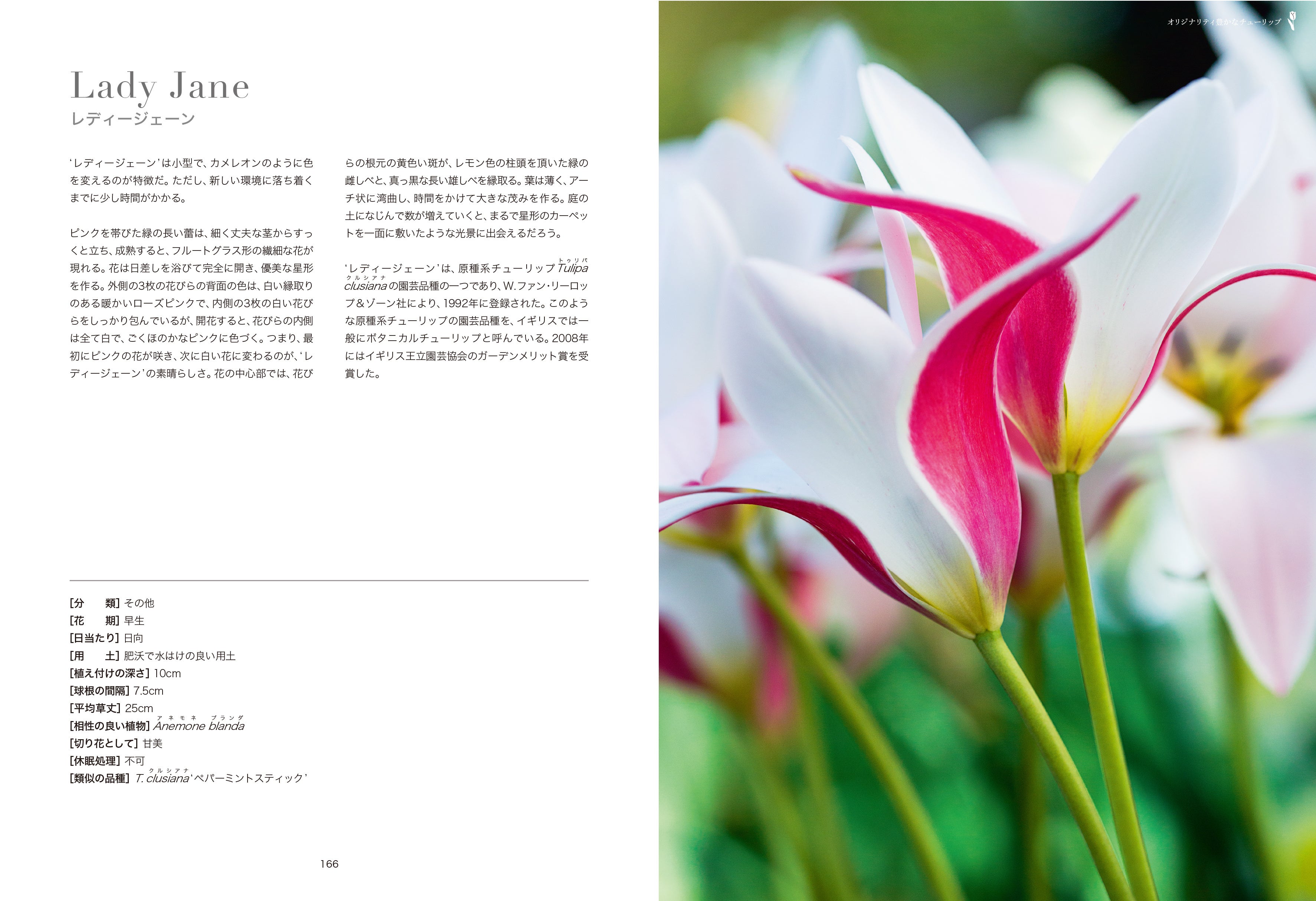 チューリップの真の魅力を伝える美しくモダンな図鑑『世界の華麗