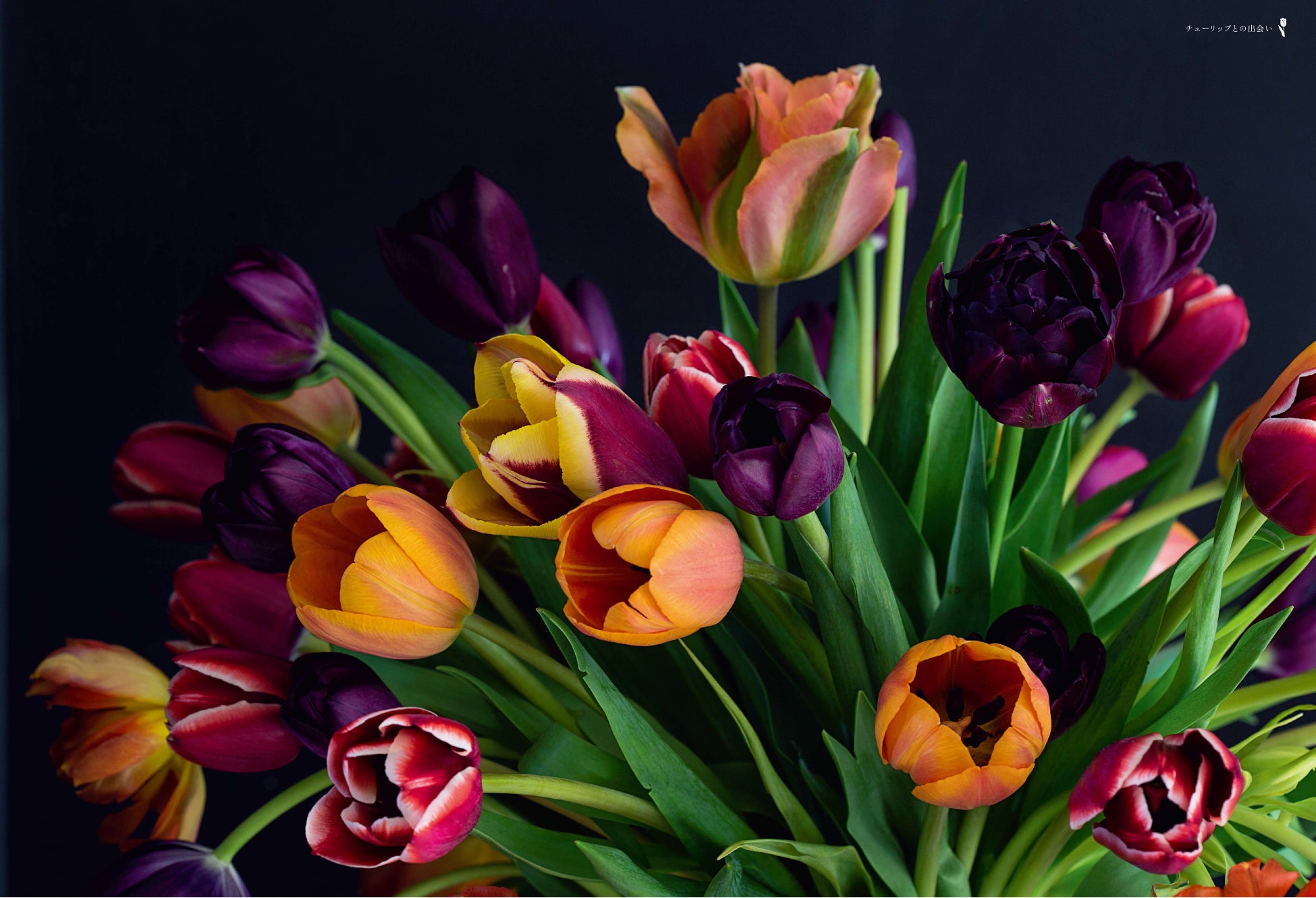 チューリップの真の魅力を伝える美しくモダンな図鑑 世界の華麗なチューリップ銘鑑 Tulips 4 19発売 株式会社日本文芸社のプレスリリース チューリップの真の魅力を伝える美しくモダンな図鑑 世界の華麗なチューリップ銘鑑 Tulips 4 19発売 株式会社日本文芸社のプレスリリース