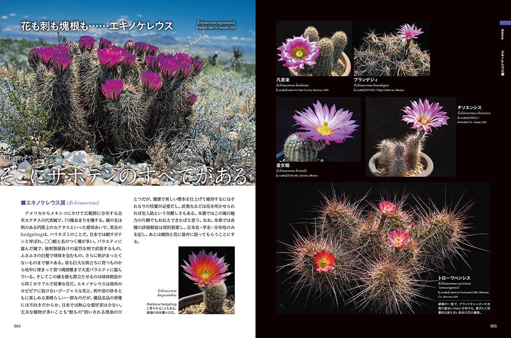 自生地から名人の温室までサボテン科85属650種掲載 シャボテン新図鑑 5 24発売 株式会社日本文芸社のプレスリリース 自生地から名人の温室までサボテン科85属650種掲載 シャボテン新図鑑 5 24発売 株式会社日本文芸社のプレスリリース