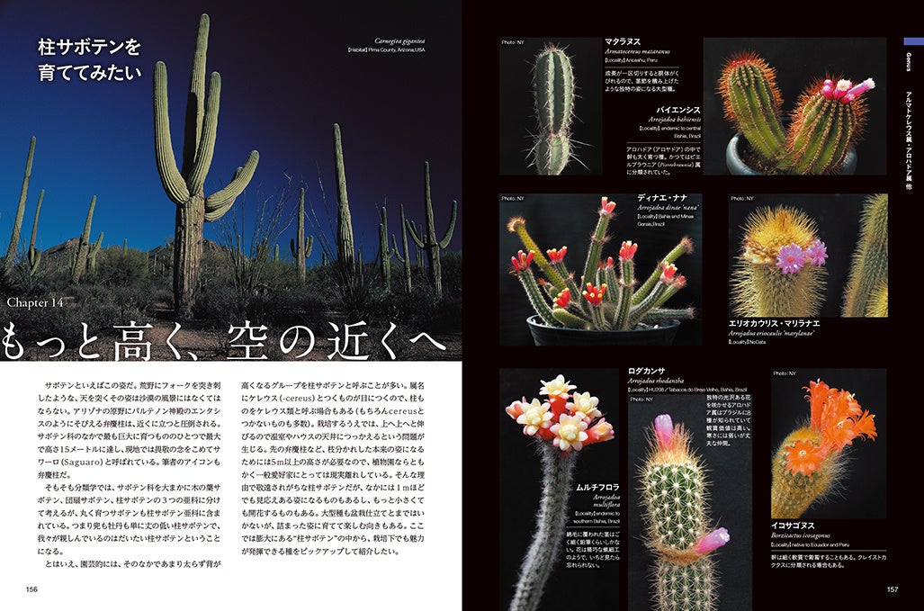 自生地から名人の温室までサボテン科85属650種掲載 シャボテン新図鑑 5 24発売 株式会社日本文芸社のプレスリリース 自生地から名人の温室までサボテン科85属650種掲載 シャボテン新図鑑 5 24発売 株式会社日本文芸社のプレスリリース