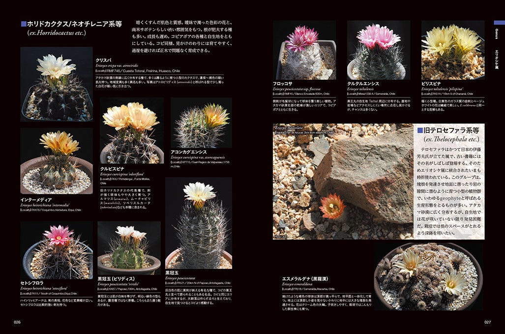 自生地から名人の温室までサボテン科85属650種掲載 シャボテン新図鑑 5 24発売 株式会社日本文芸社のプレスリリース 自生地から名人の温室までサボテン科85属650種掲載 シャボテン新図鑑 5 24発売 株式会社日本文芸社のプレスリリース