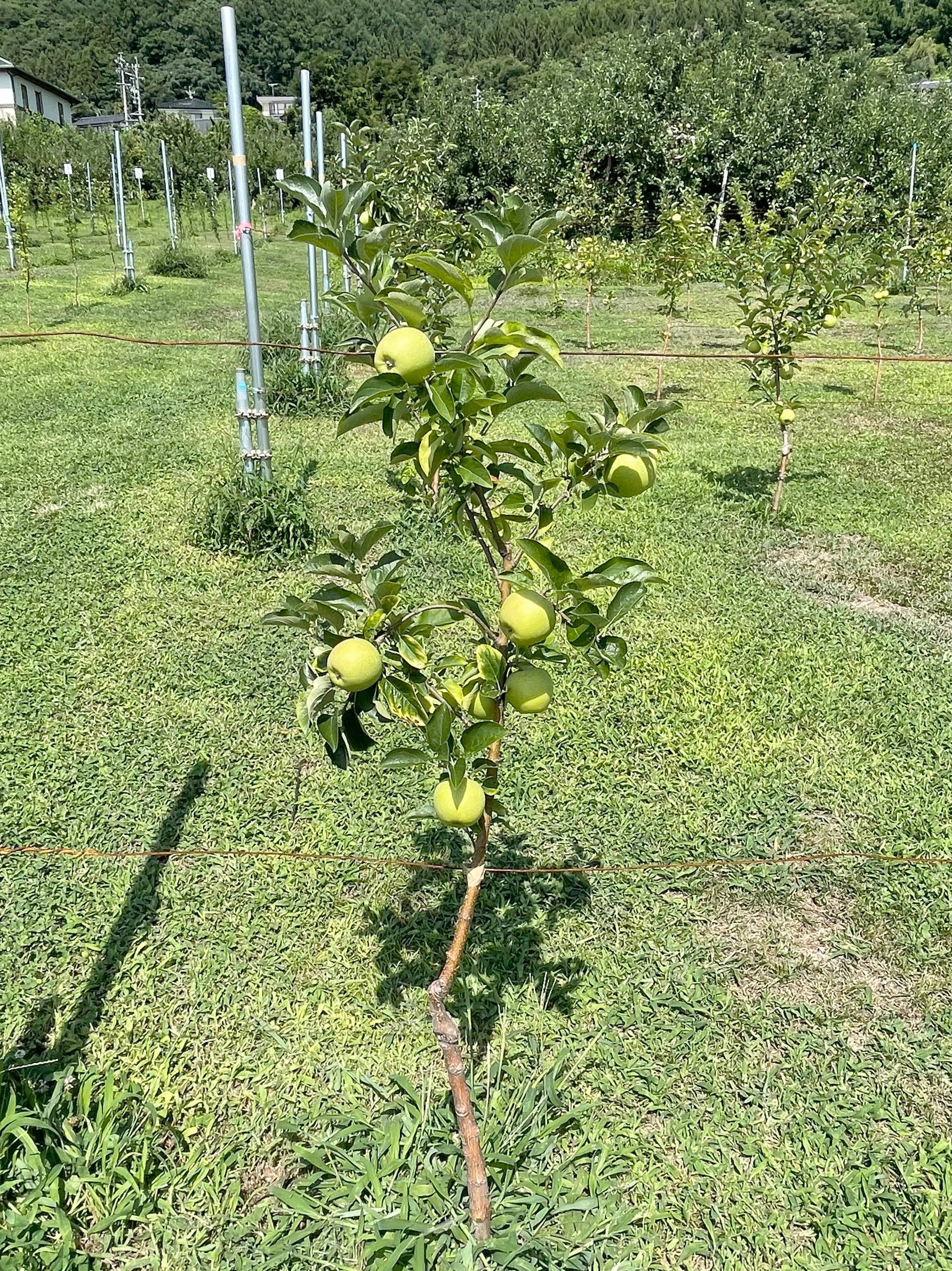 圃場内のりんご（NAGANOイノベーションフィールド）