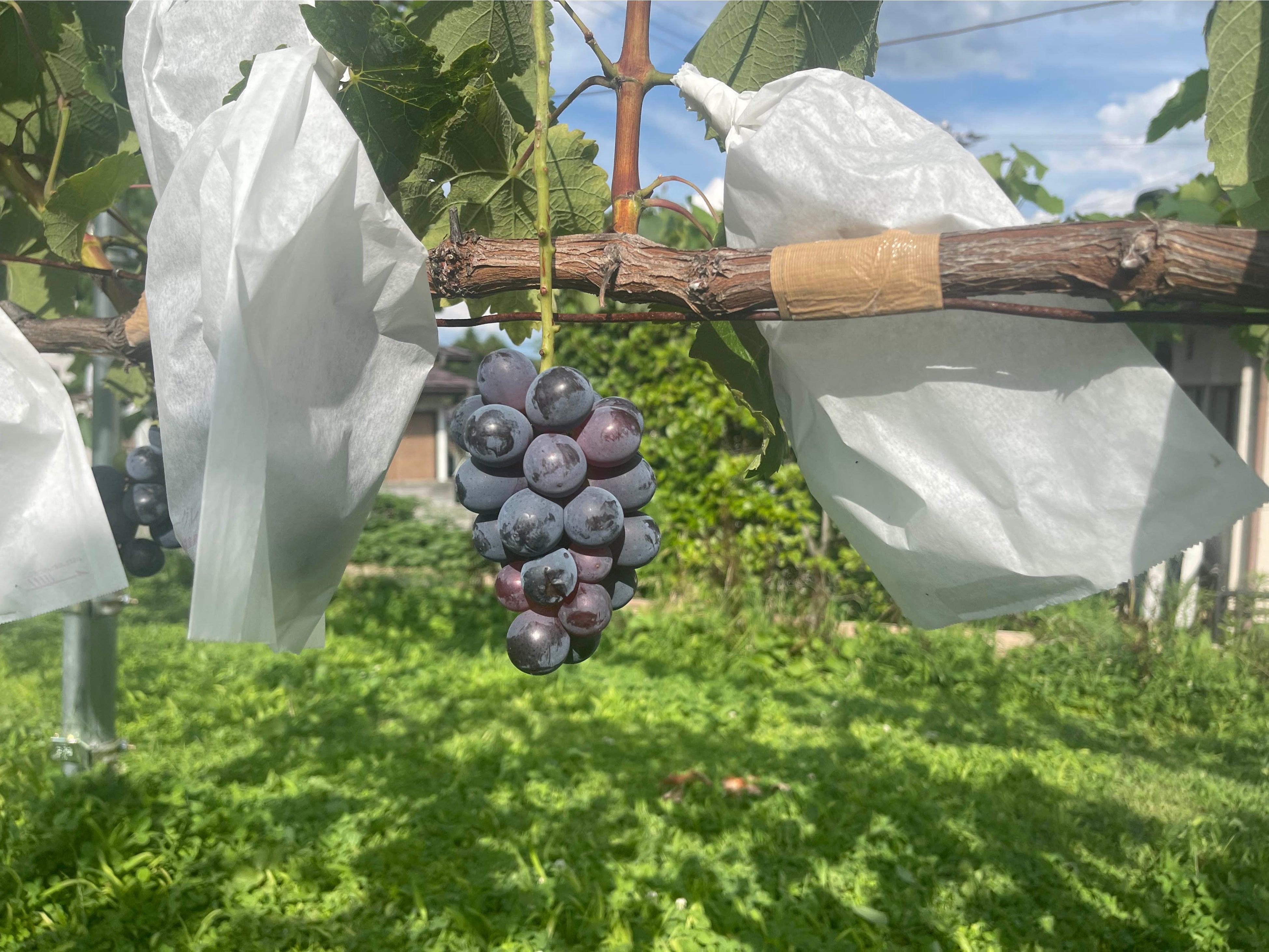 圃場内のぶどう（NAGANOイノベーションフィールド）