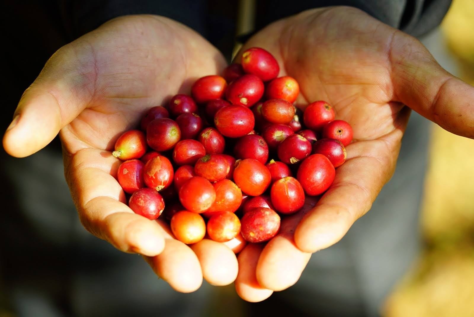 坂ノ途中「海ノ向こうコーヒー」が、コーヒーの生産過程で廃棄されてい