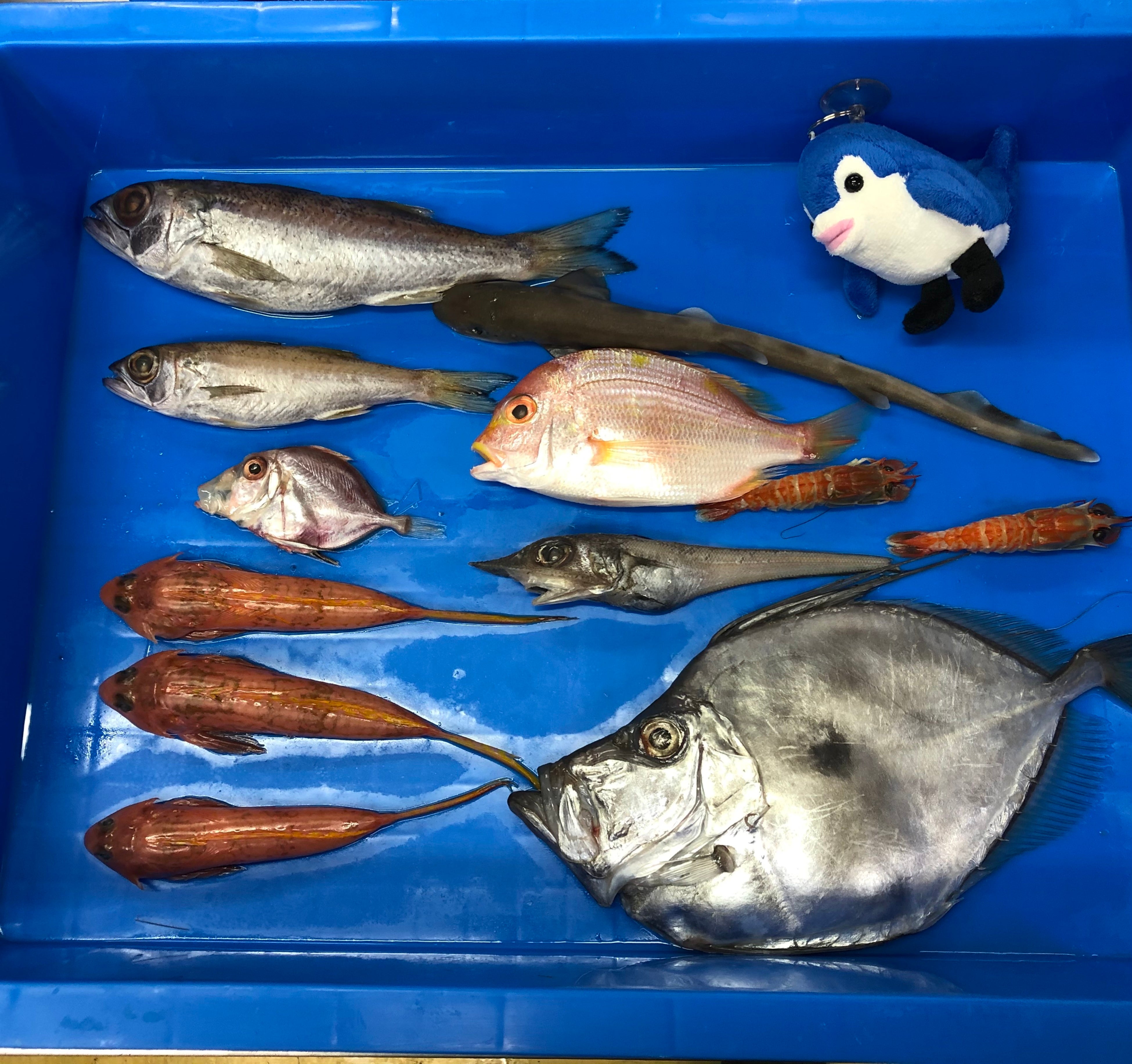 ヘンテコ深海魚便