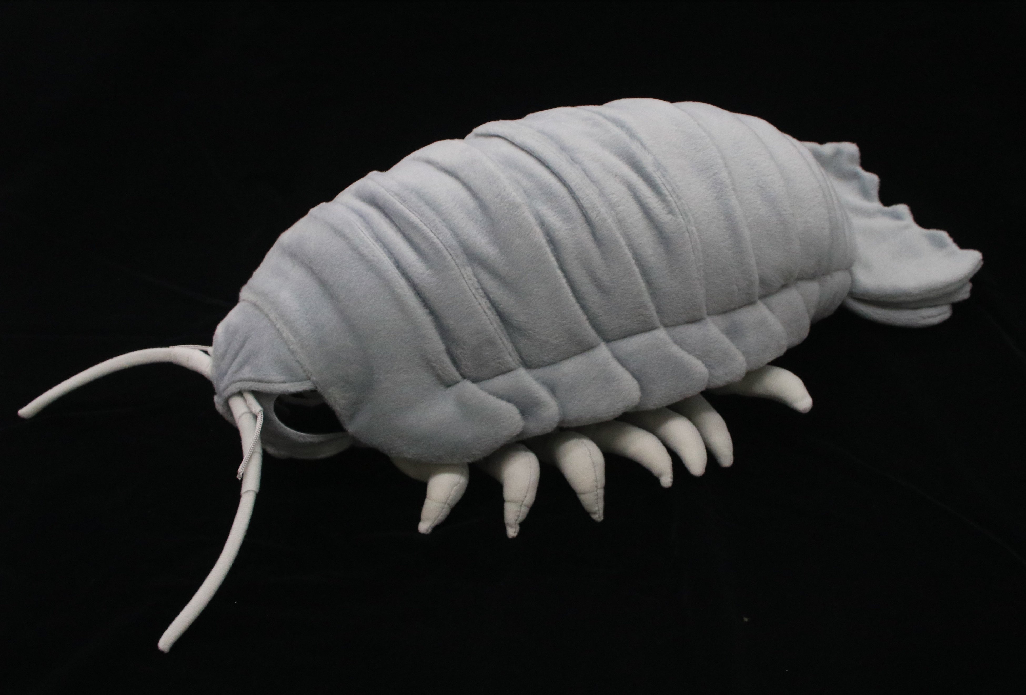 リアルダイオウグソクムシ(特大)6,380円