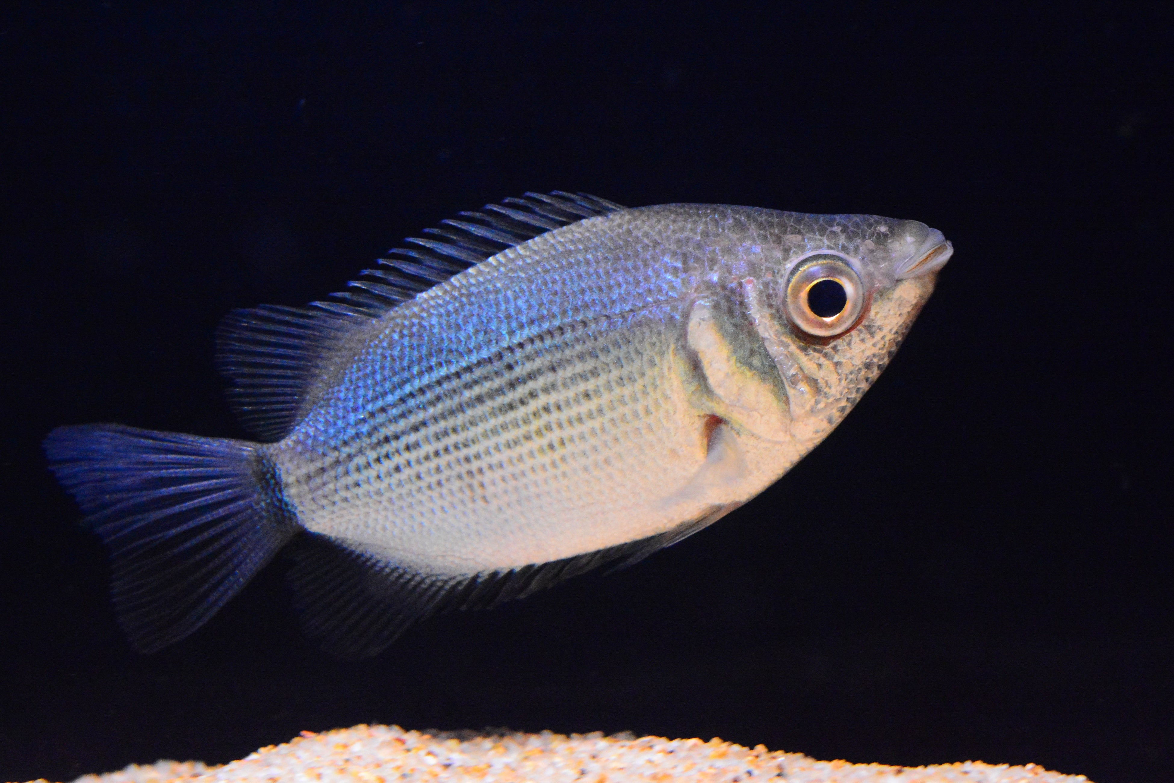 キスをする魚！？ペンギンたちの恋愛事情とは！？「しな水の