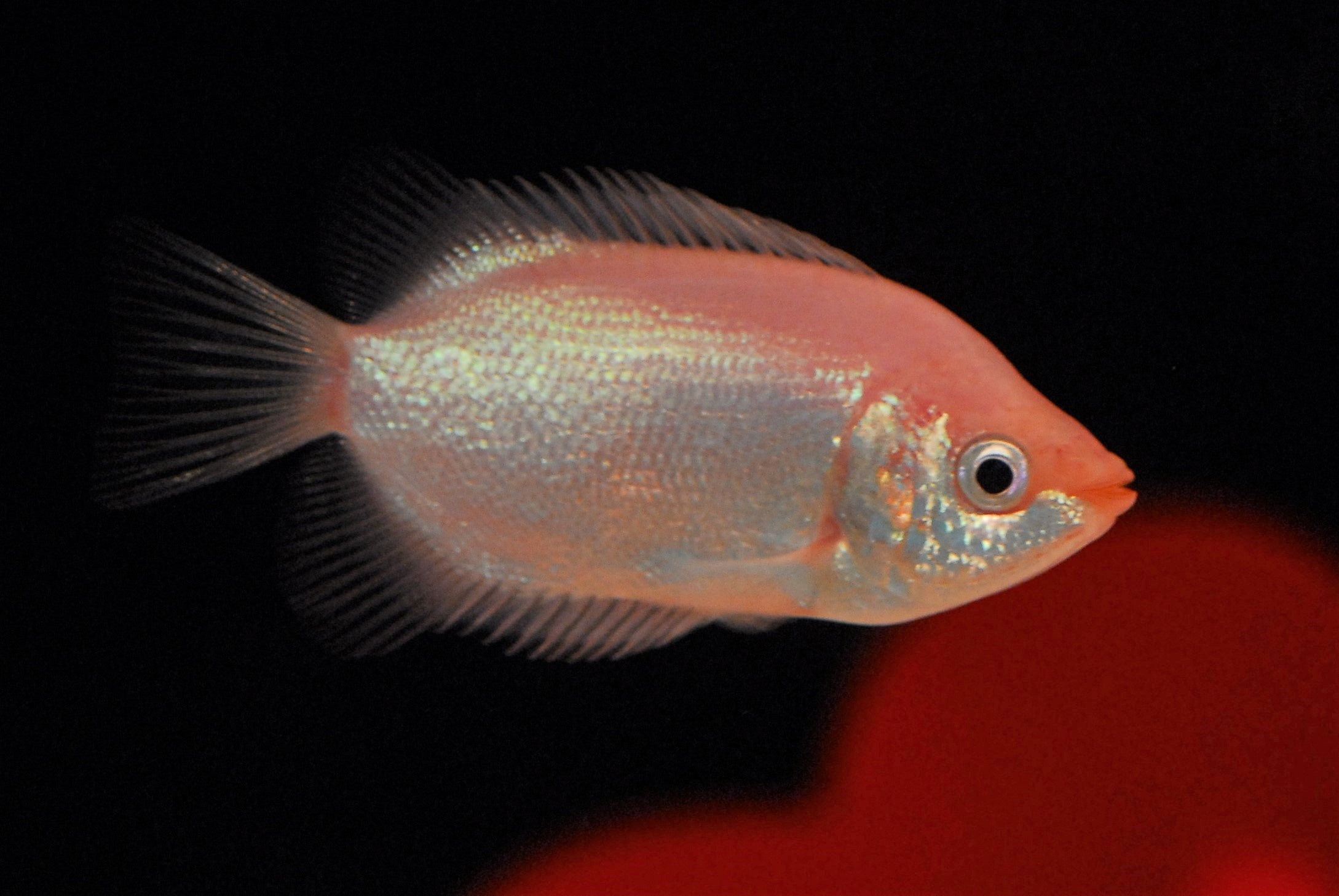 キッシンググーラミィ