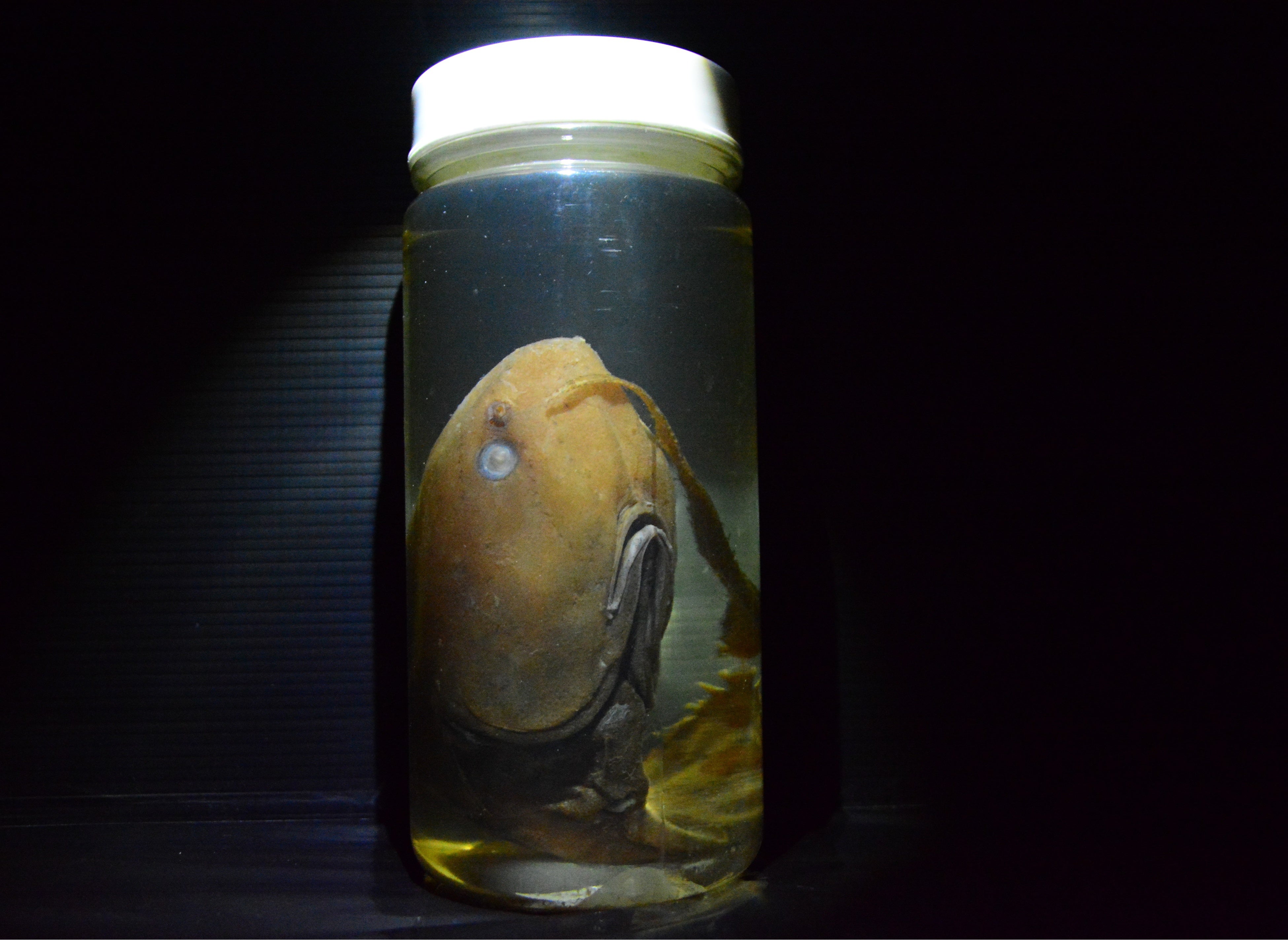 バケダラの標本