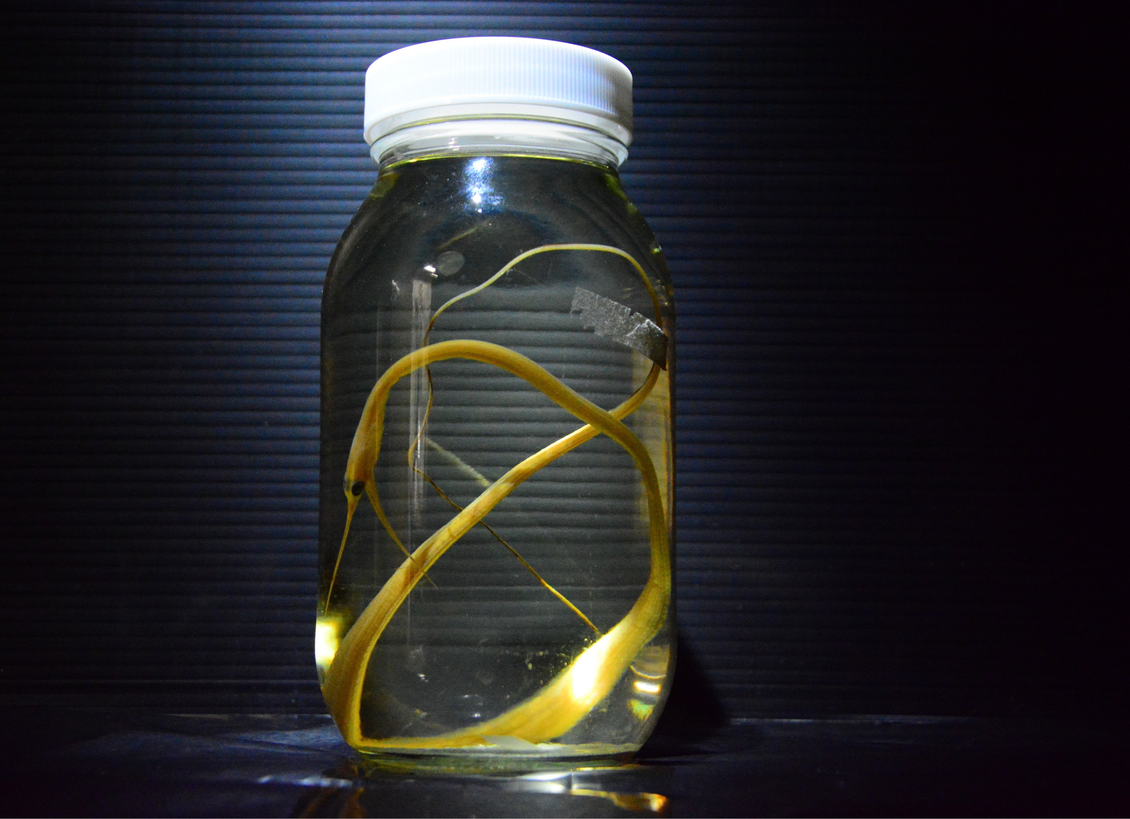 シギウナギの標本