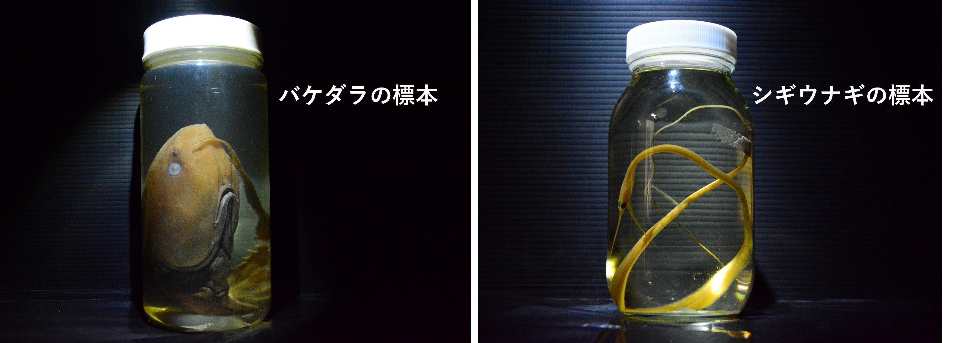 協力：国立科学博物館