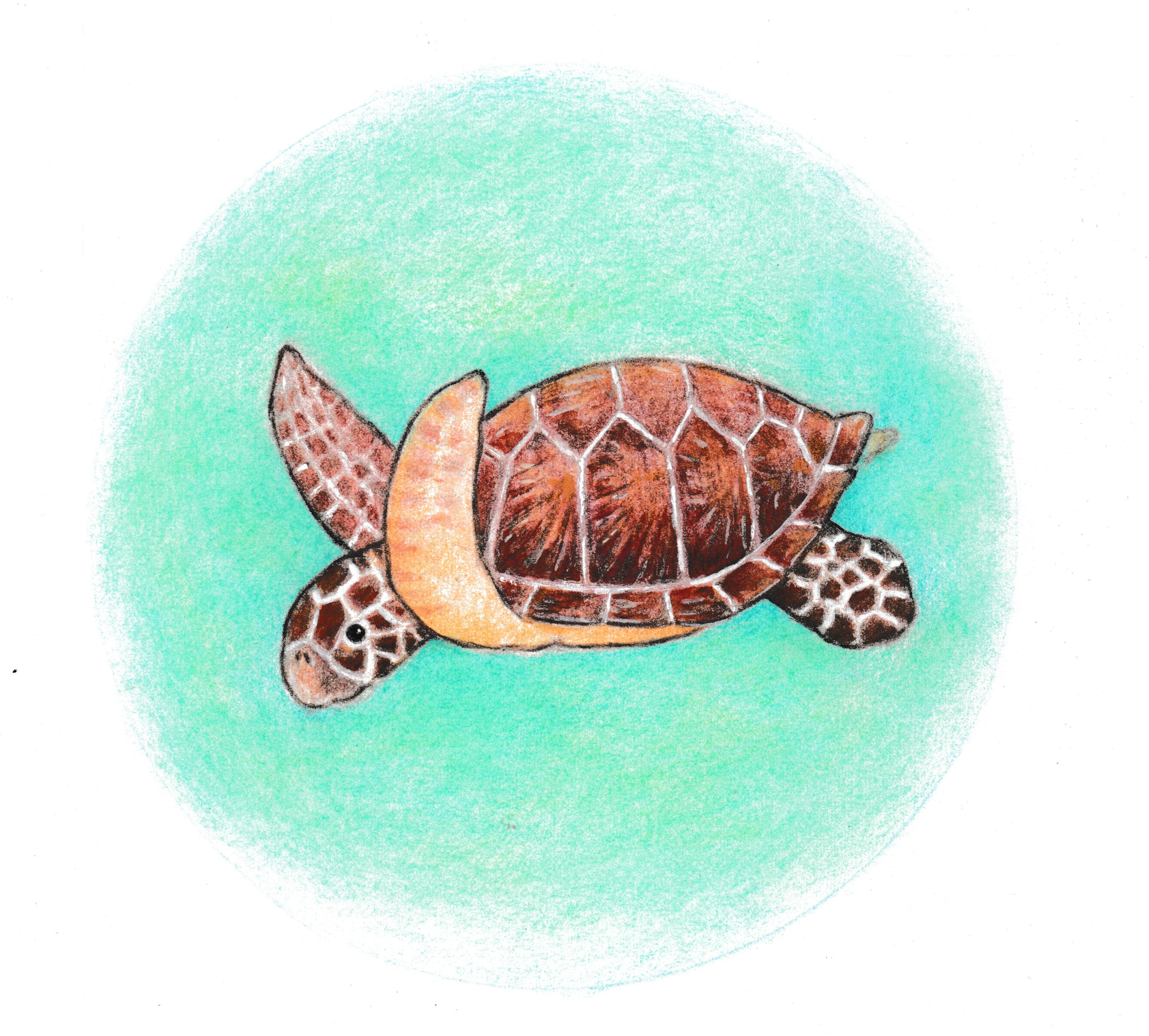 はせがわかこさん描き下ろしイラスト