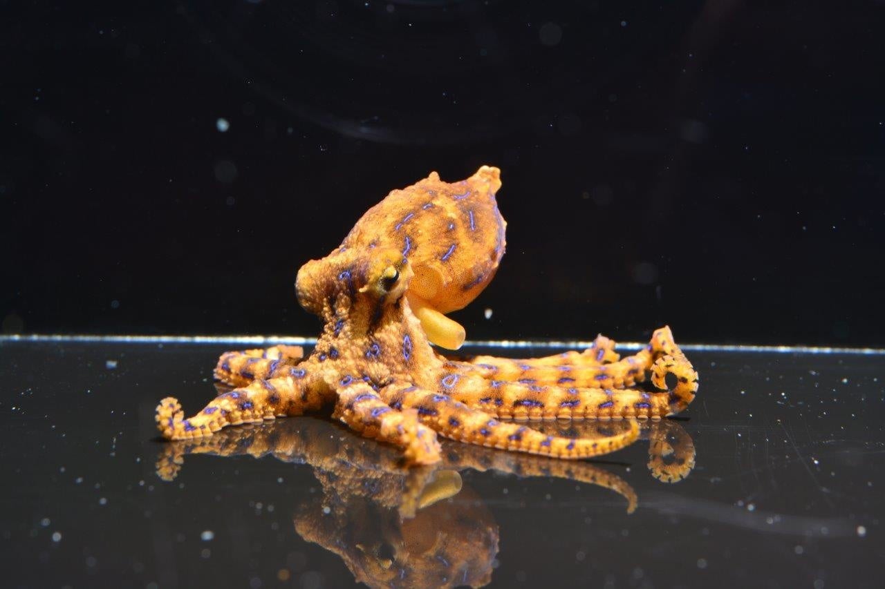 ヒョウモンダコ