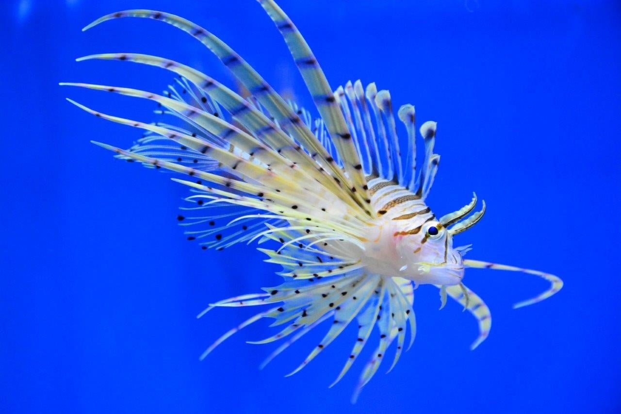 ハナミノカサゴ