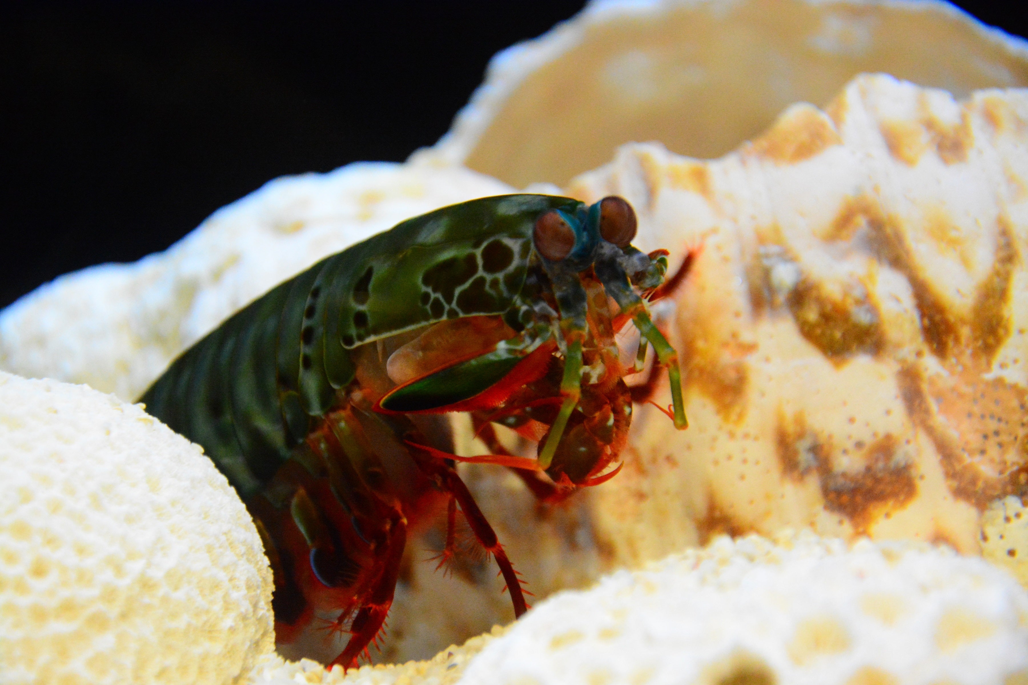 モンハナシャコ