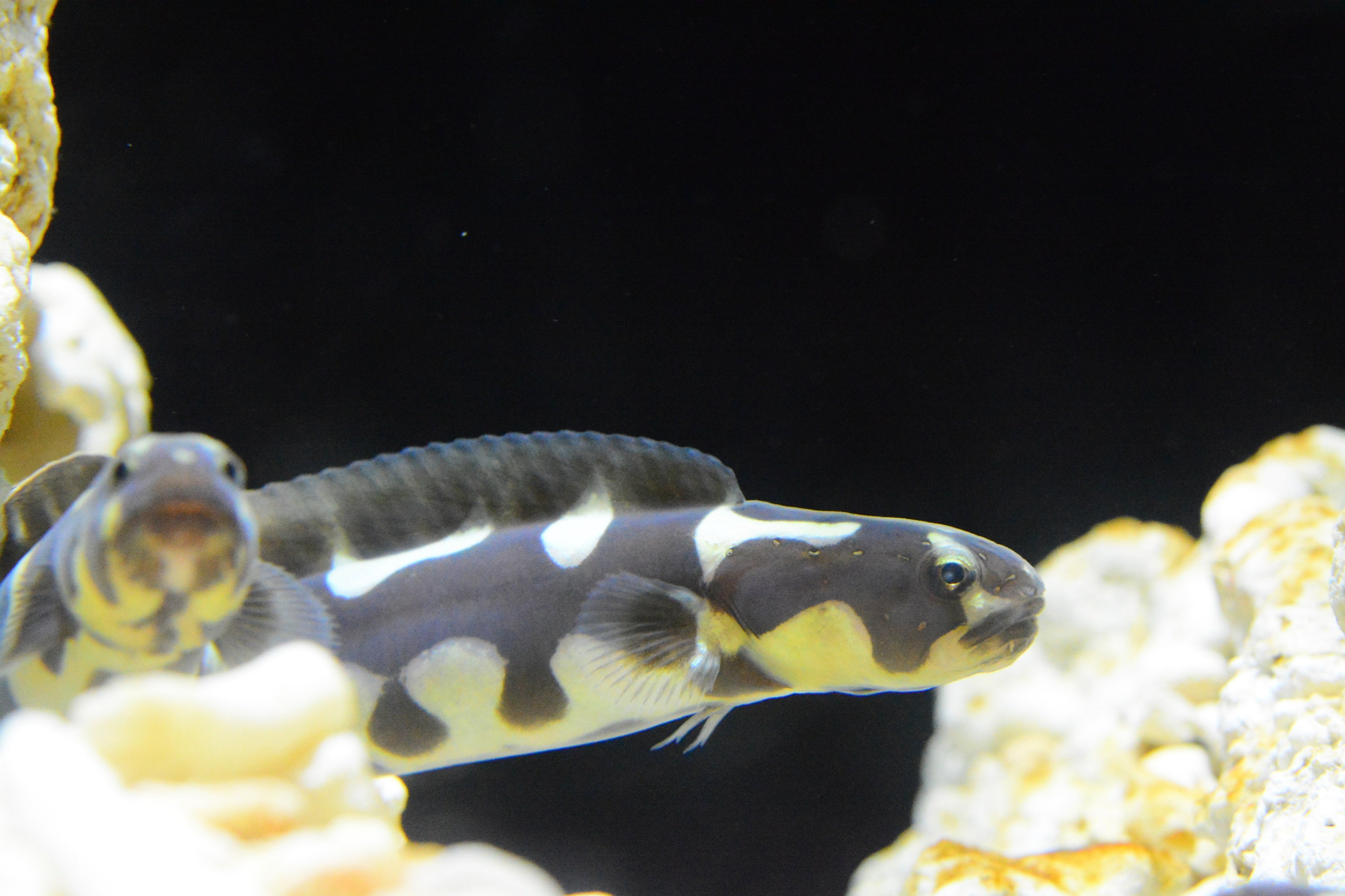 コンビクトブレニー