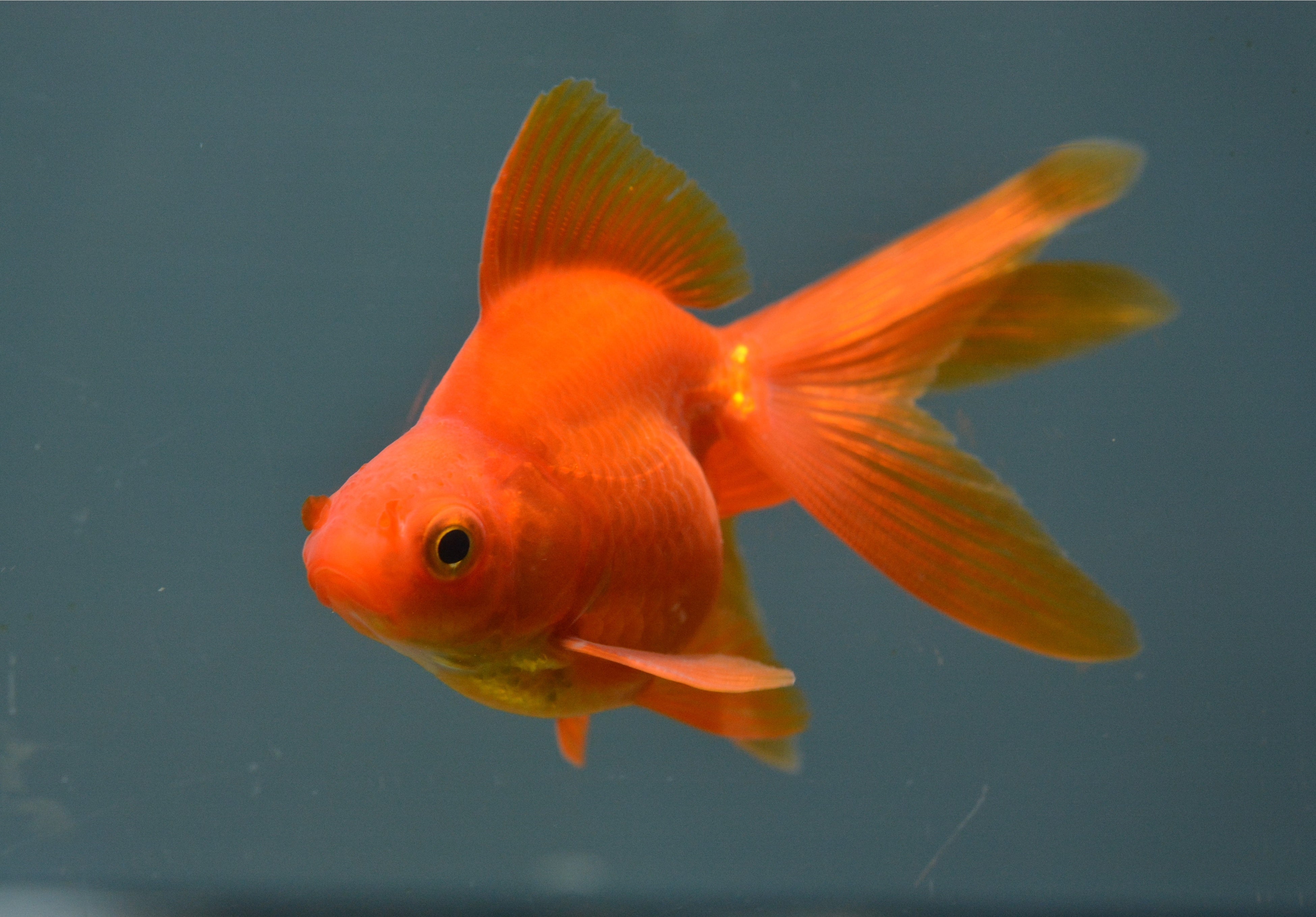 ”昭和”金魚すくいでおなじみ　キンギョ(リュウキン)