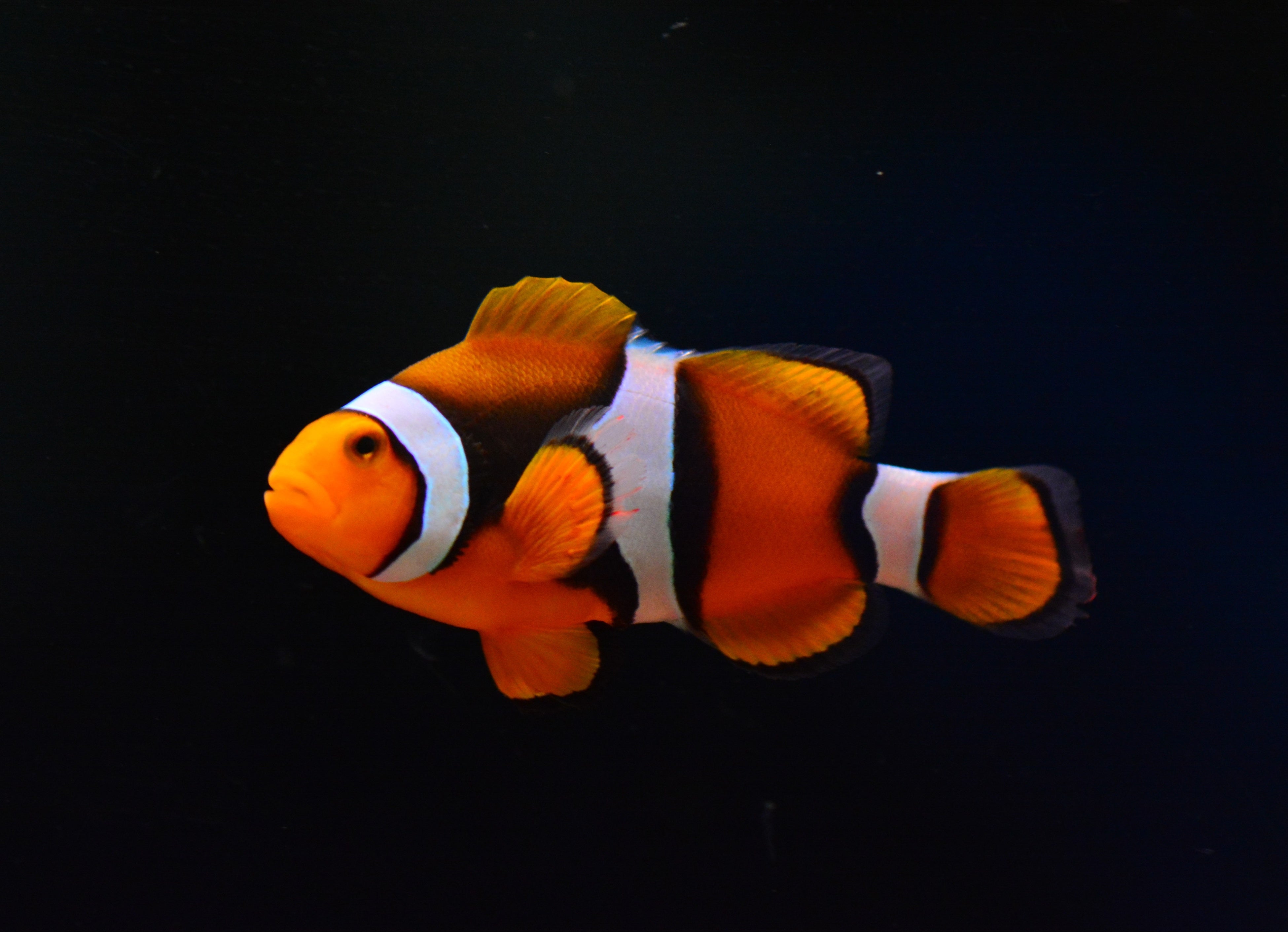 ”平成”あの映画で話題　クラウン・アネモネフィッシュ