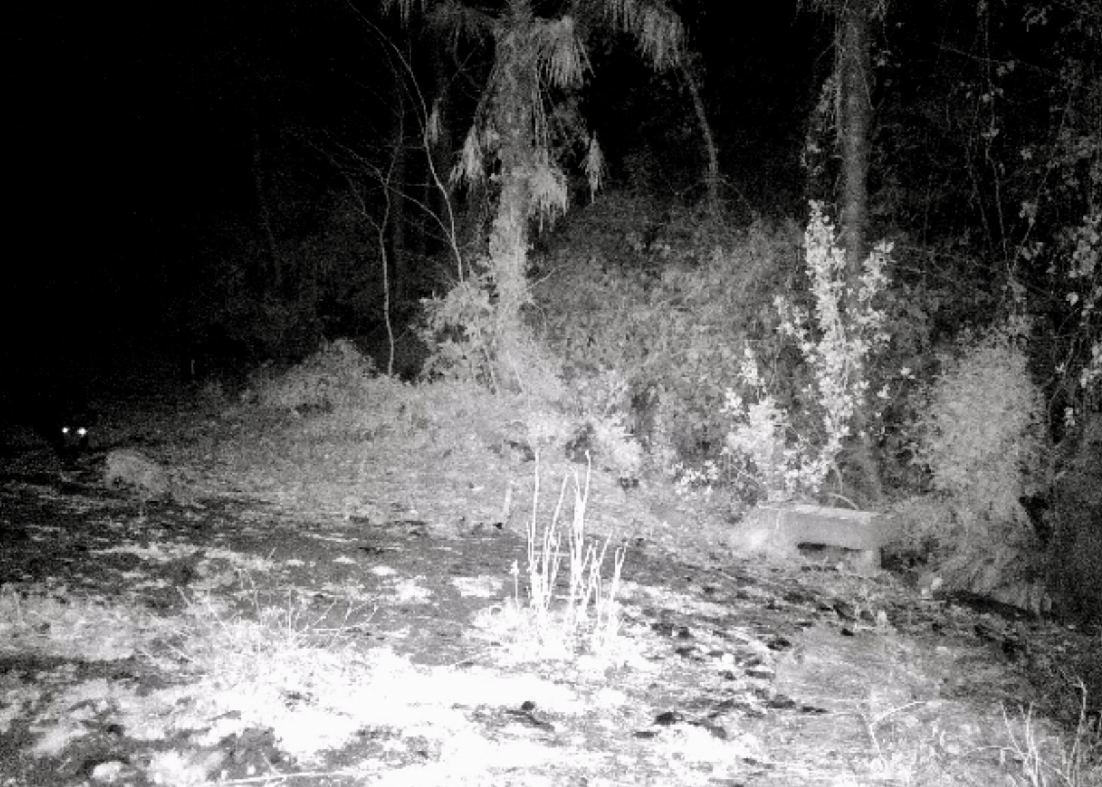 「ホロライト・スキャンライン」によるイノシシ実験の様子