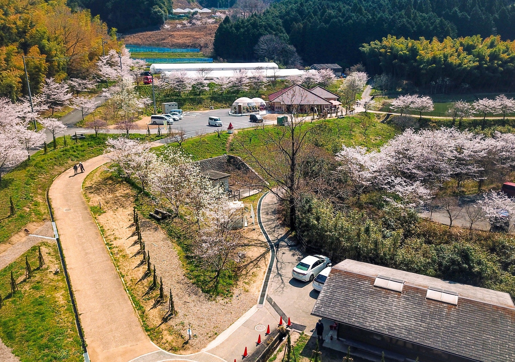 桜満開のかいづかいぶきヴィレッジ