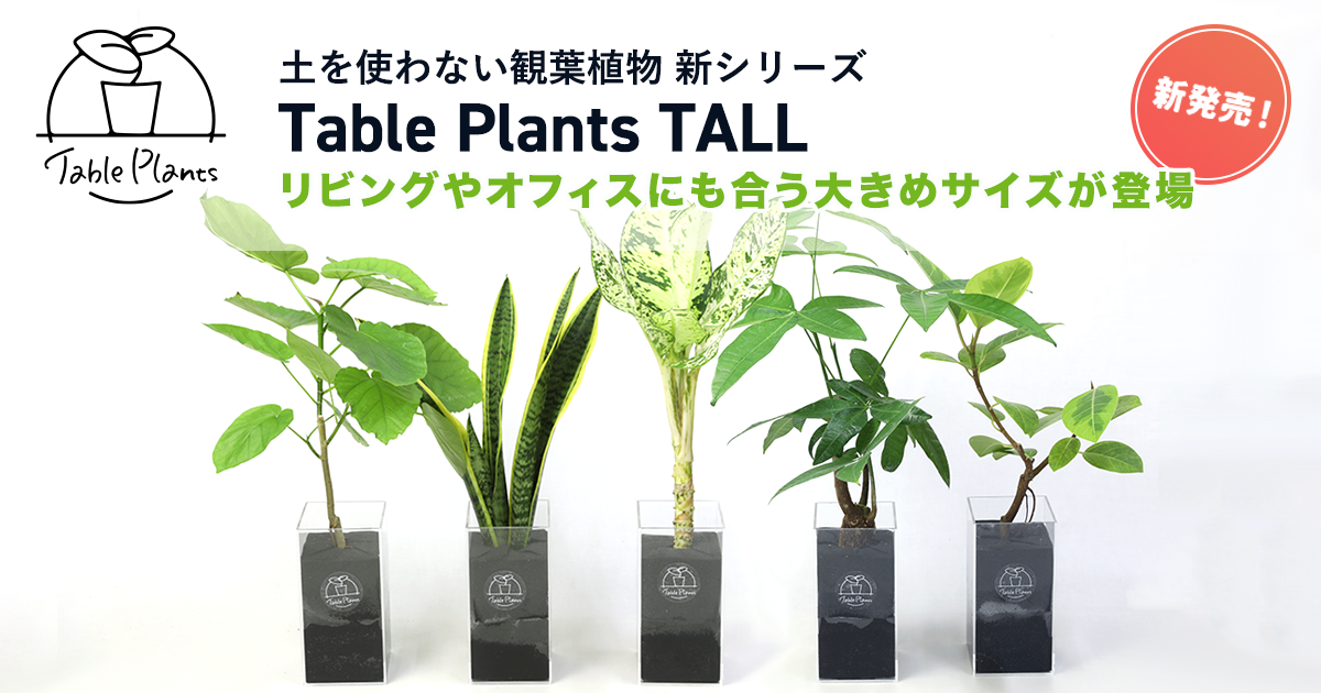 GreenSnap】土を使わない観葉植物Table Plantsシリーズに大きいサイズ