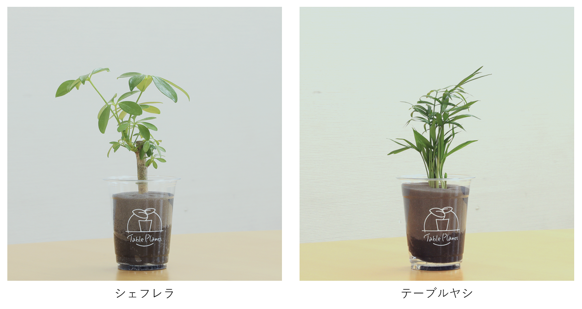 GreenSnap】 土を使わない観葉植物「Table Plants」の累計販売数が