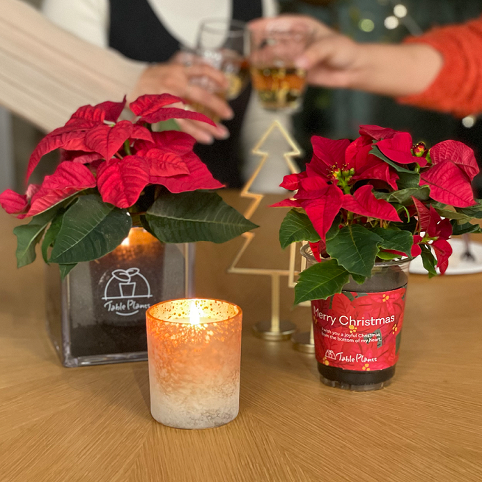 GreenSnap】Table Plantsシリーズにクリスマスバージョンが登場