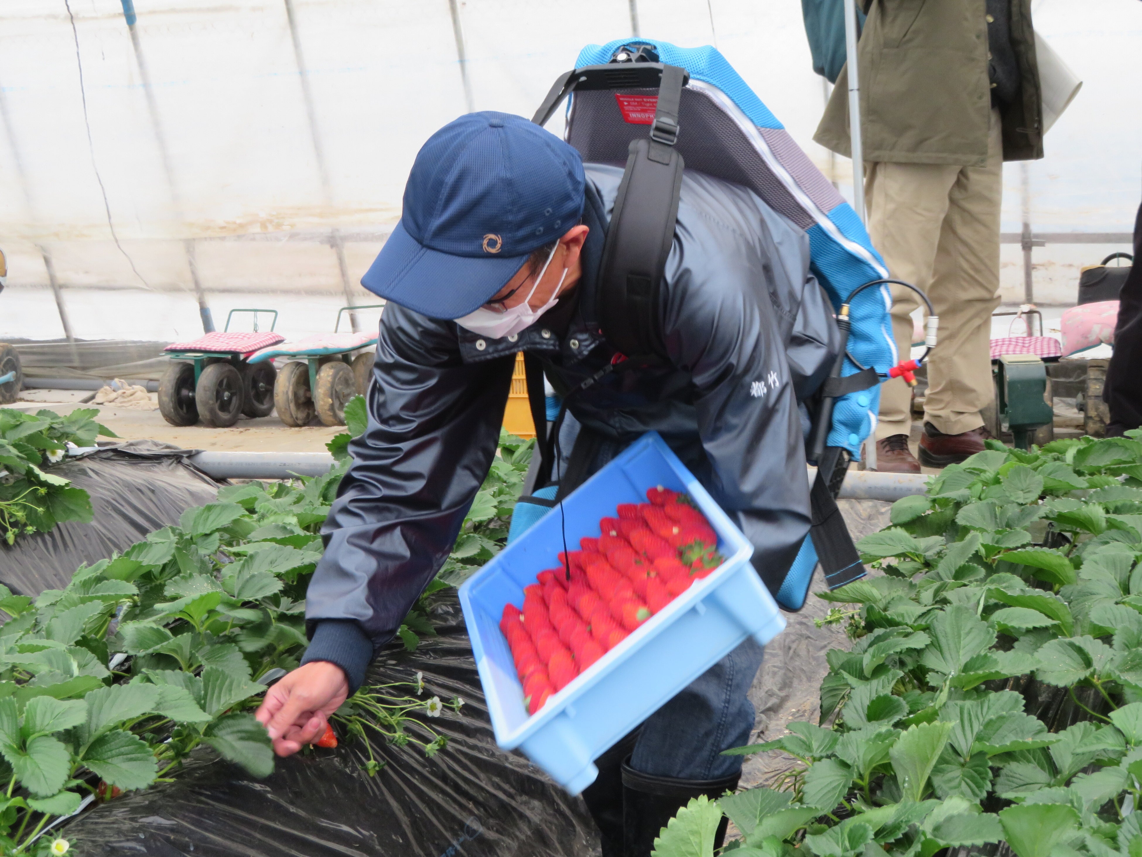 マッスルスーツ着用時（収穫作業時）