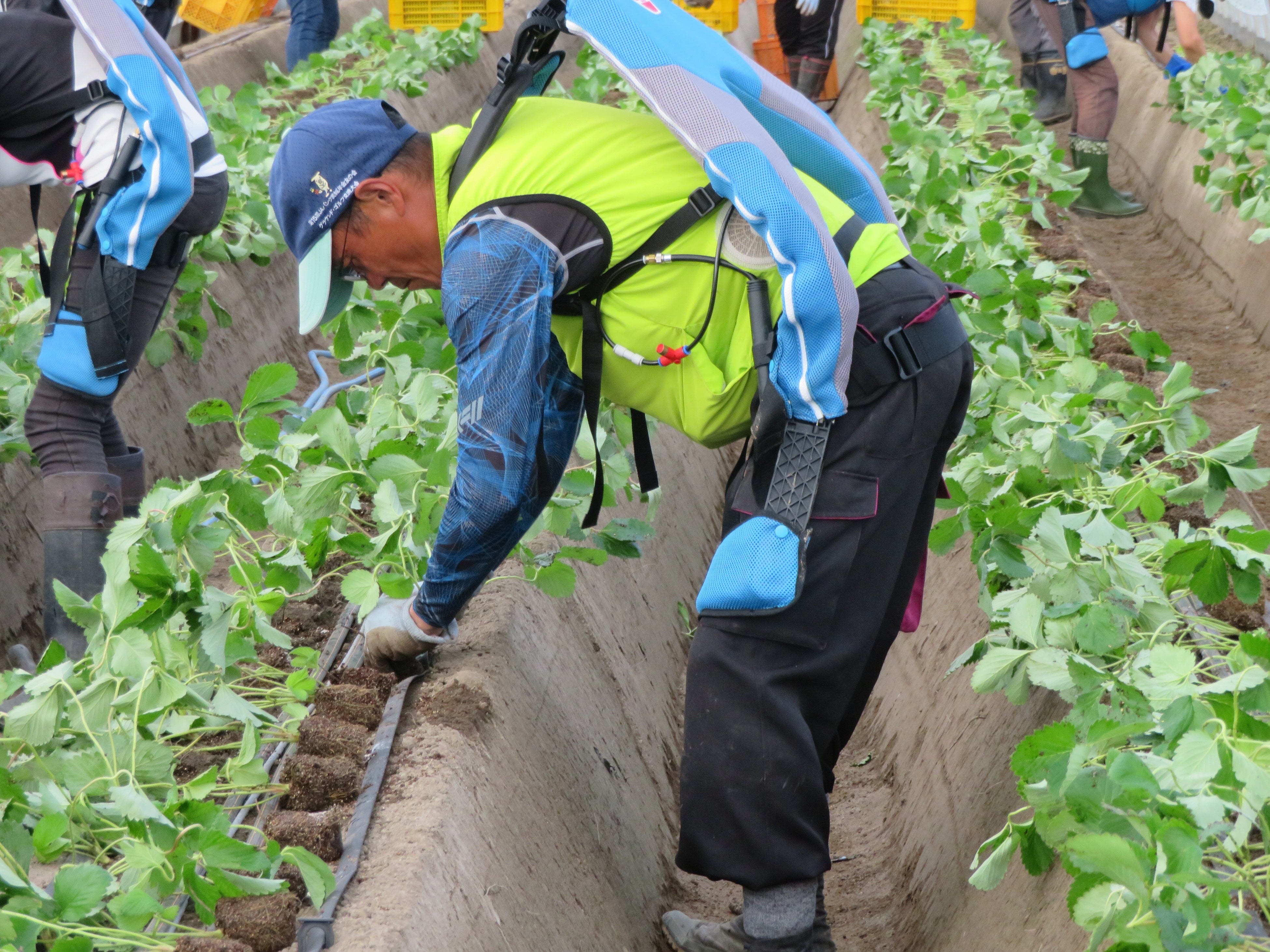マッスルスーツ着用時（定植作業時）