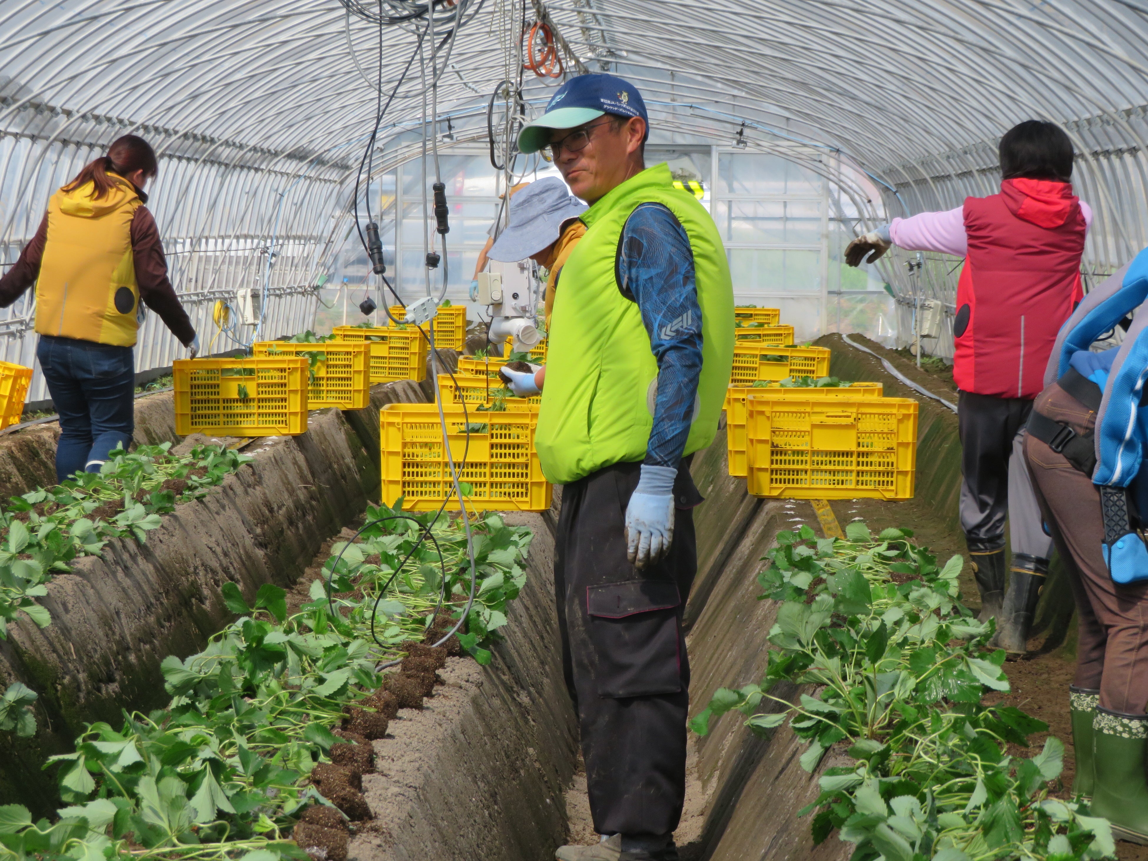 慣行区での腰伸ばし動作
