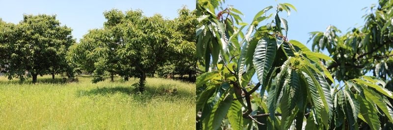7月の栗畑の様子
