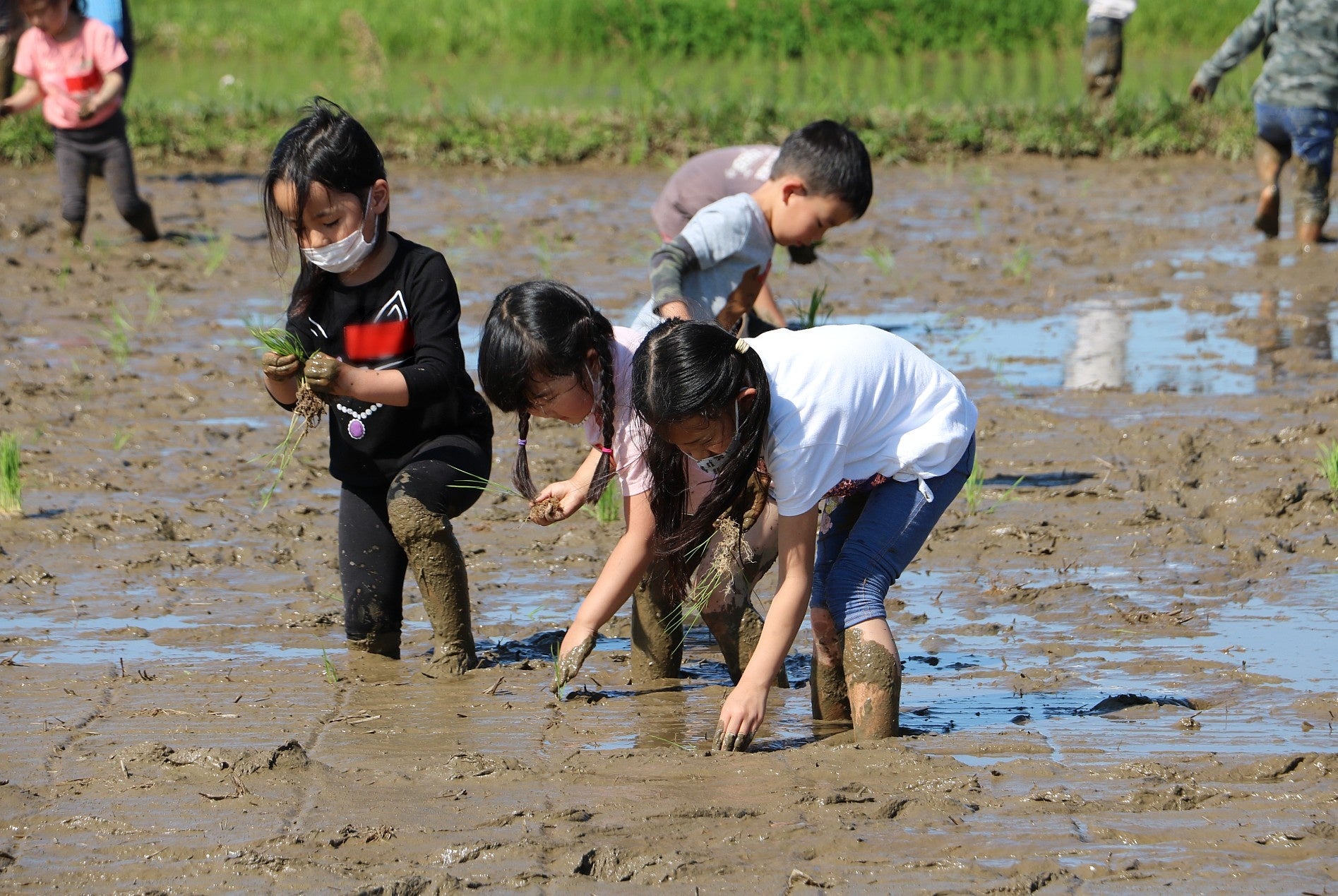 田植えをする子どもたち
