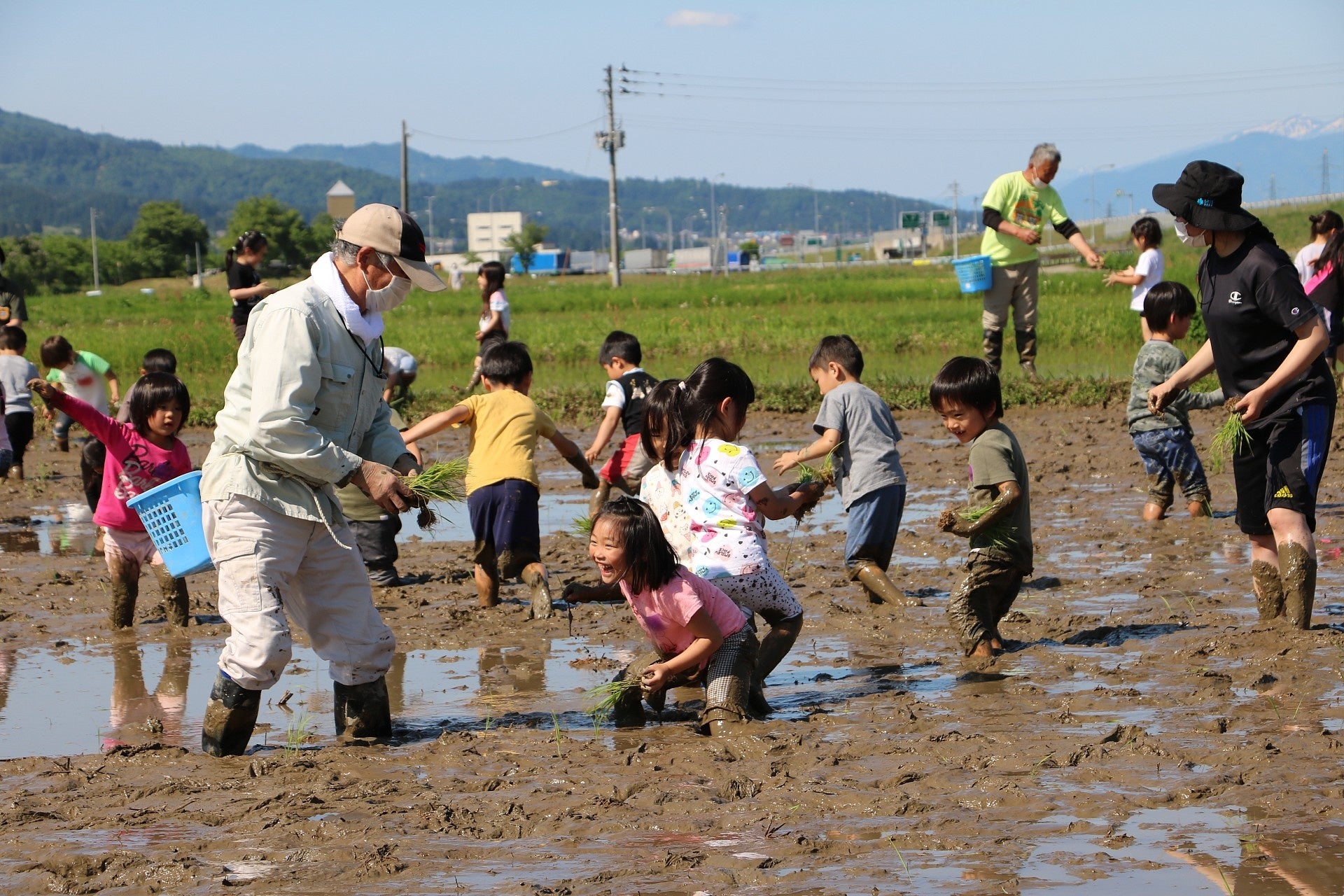 田植えの様子