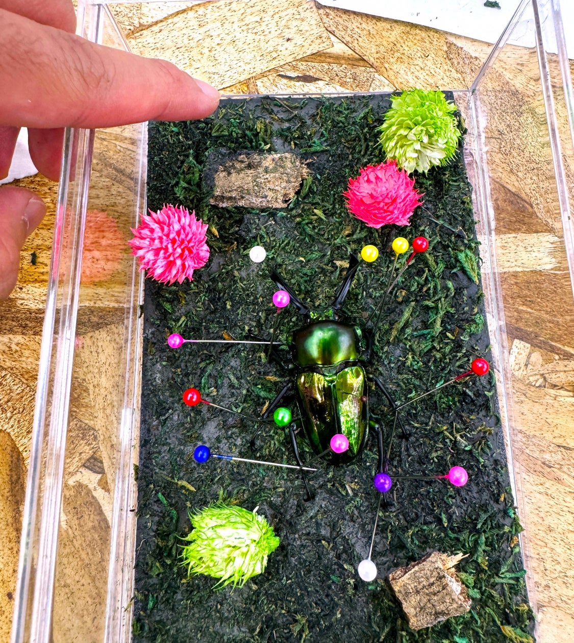 カブクワ 昆虫標本づくり体験イベント