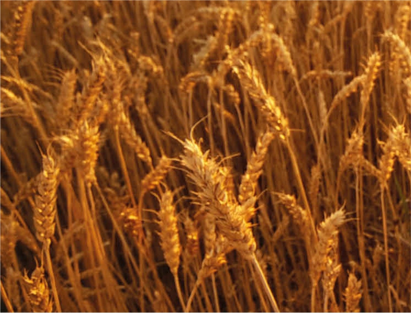 ストラスクライド蒸留所