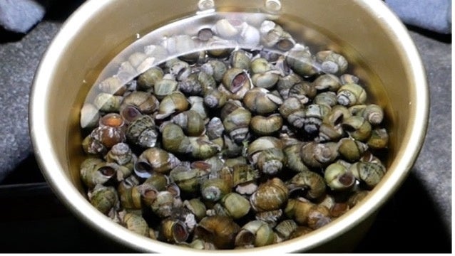 アナライズログ契約youtuber ホモサピ チャンネル登録者数100万人突破並びに 地球は食べ物 いきもの獲って食べ てみた日記 書籍発売のお知らせ 株式会社アナライズログのプレスリリース