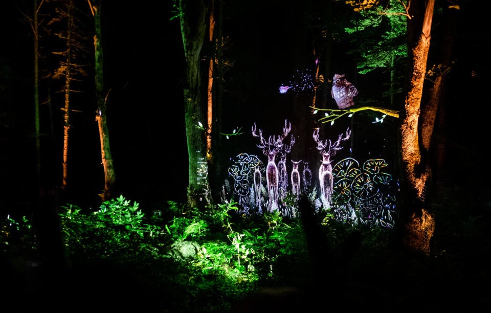 森の木々や景観を背景に、プロジェクションマッピングで映し出されたフクロウや鹿などの動物たちがリアルにイキイキと躍動する©MOMENT FACTORY