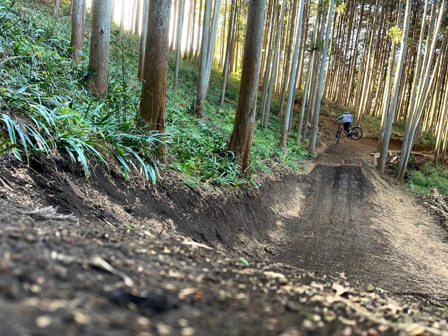 朝夕は陽の光が美しく差し込みます