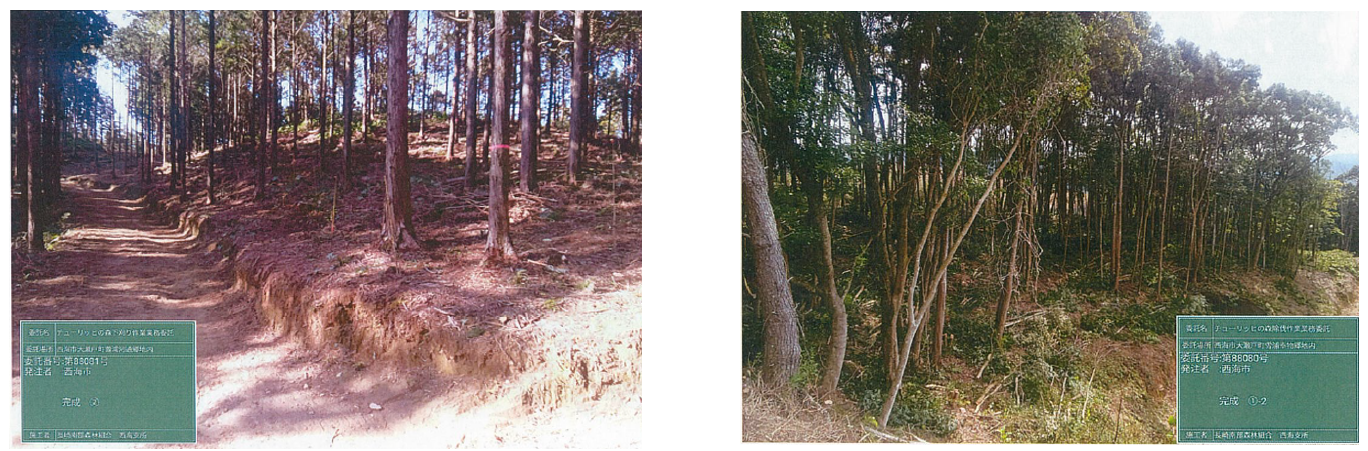 (大瀬戸町雪浦幸物郷の森林 整備後の様子)