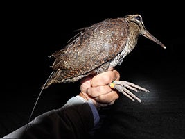 ＧＰＳ、色足環を装着したアマミヤマシギ 協力：ＮＰＯ法人奄美野鳥の会