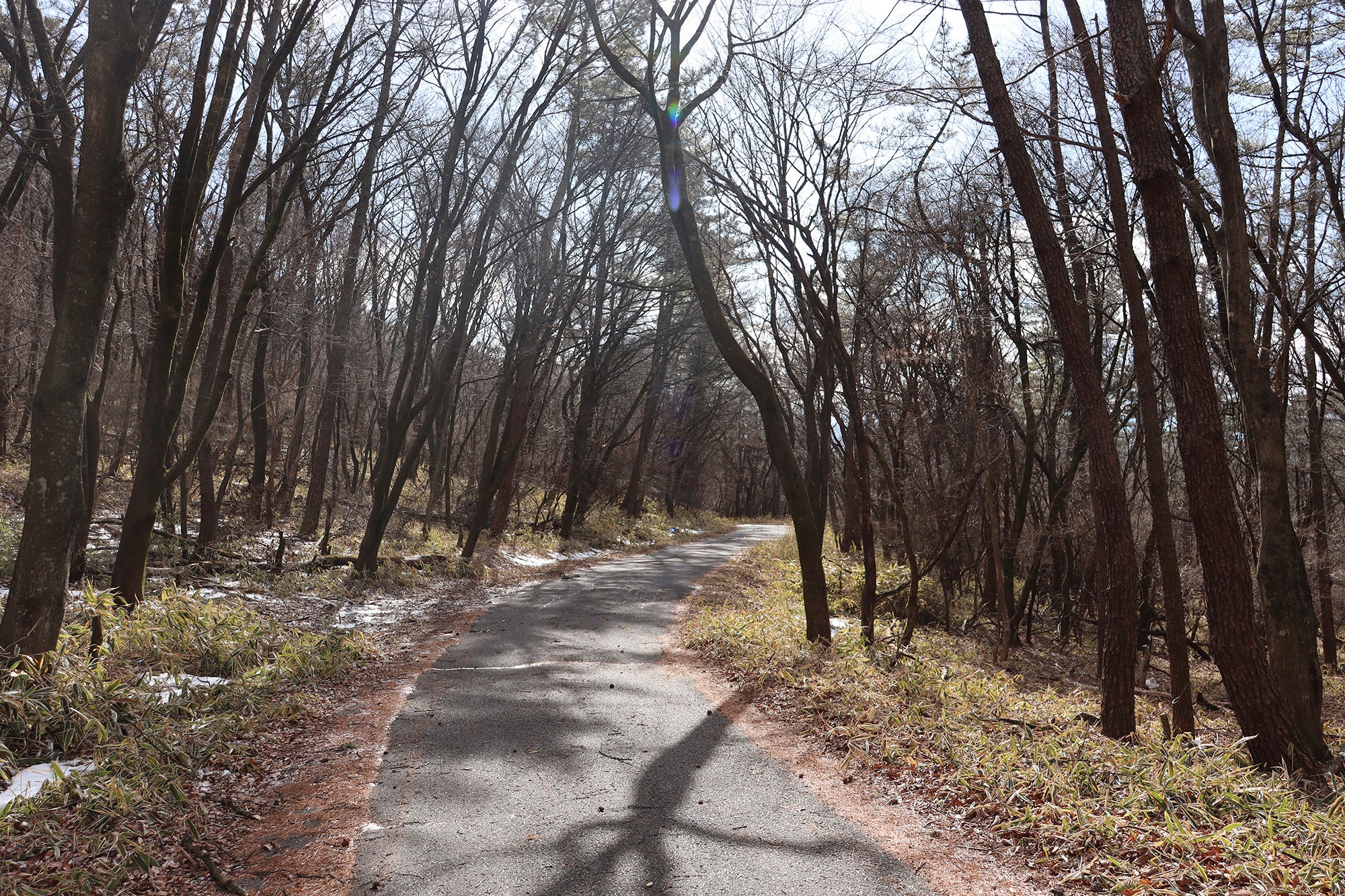 勢多農林高等学校演習林に拡がるマツ林の様子