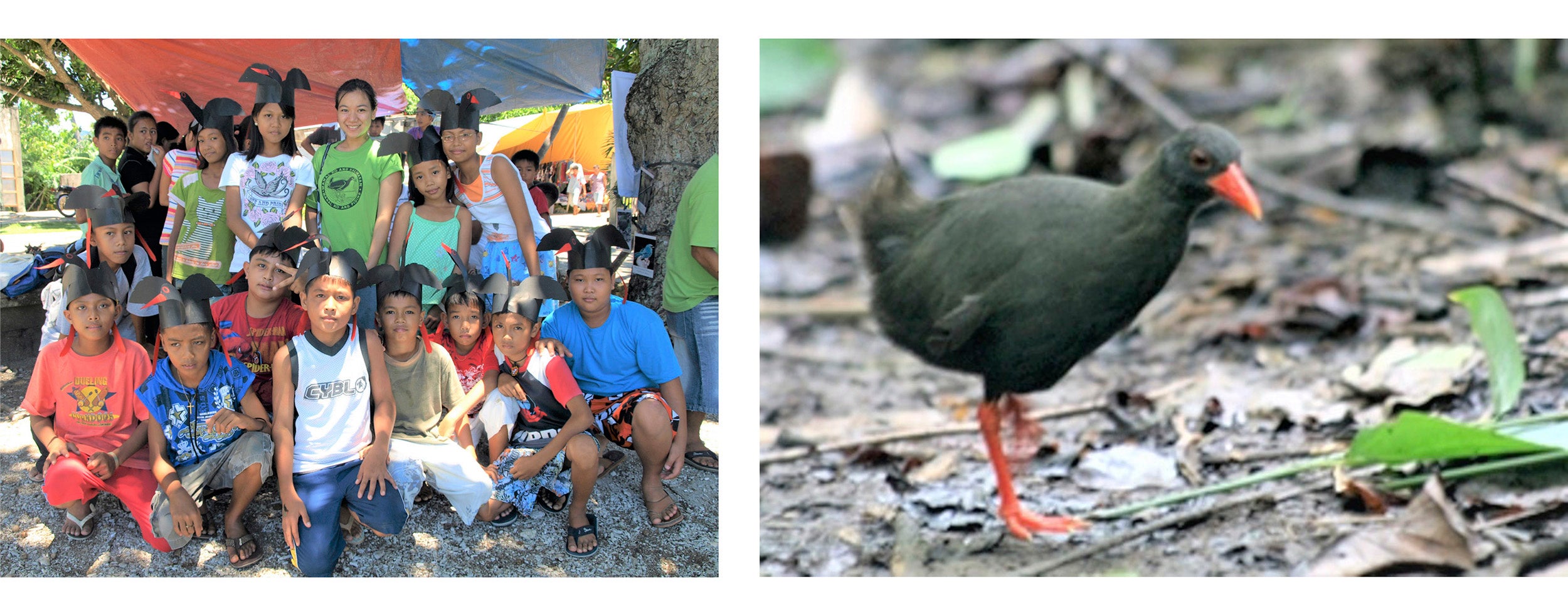 フィリピンの地元の子どもたちとの保全意識向上活動（左）とカラヤンクイナ（右） 提供：Isla Biodiversity Conservation, Inc. ／山階鳥類研究所