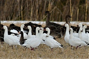 ２０２２年度助成団体「日本雁を保護する会」 発信器を装着したハクガン（２０２１年１２月　提供：田儀耕司）