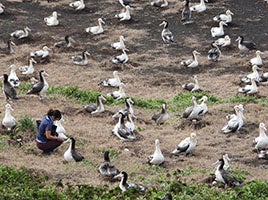 絶滅危惧種アホウドリのコロニー（集団営巣地） 提供：（公財）山階鳥類研究所