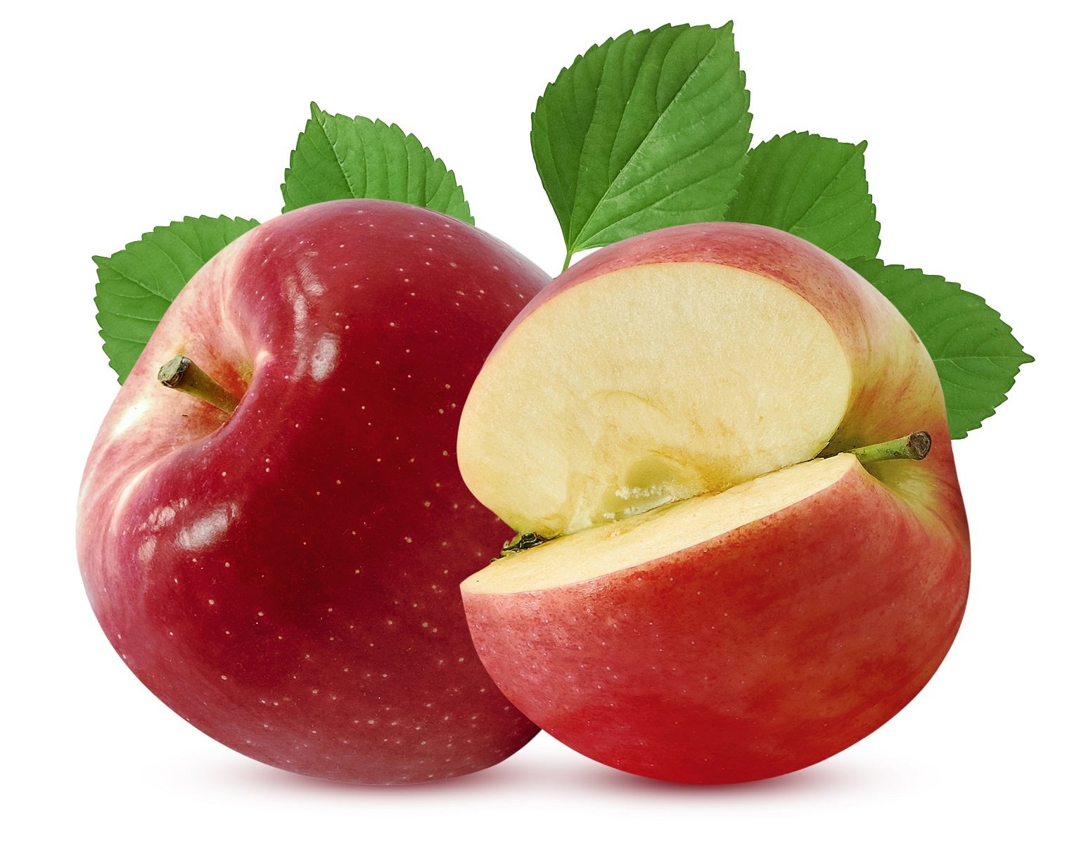 犬にりんごを与えても大丈夫?