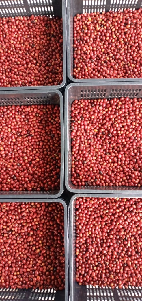 「パナマ ゲイシャ ロングボード」のコーヒーチェリー3